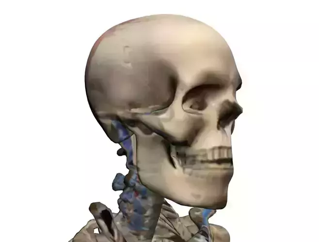 Human Skeleton 3D Model - High-Quality Anatomical Design
