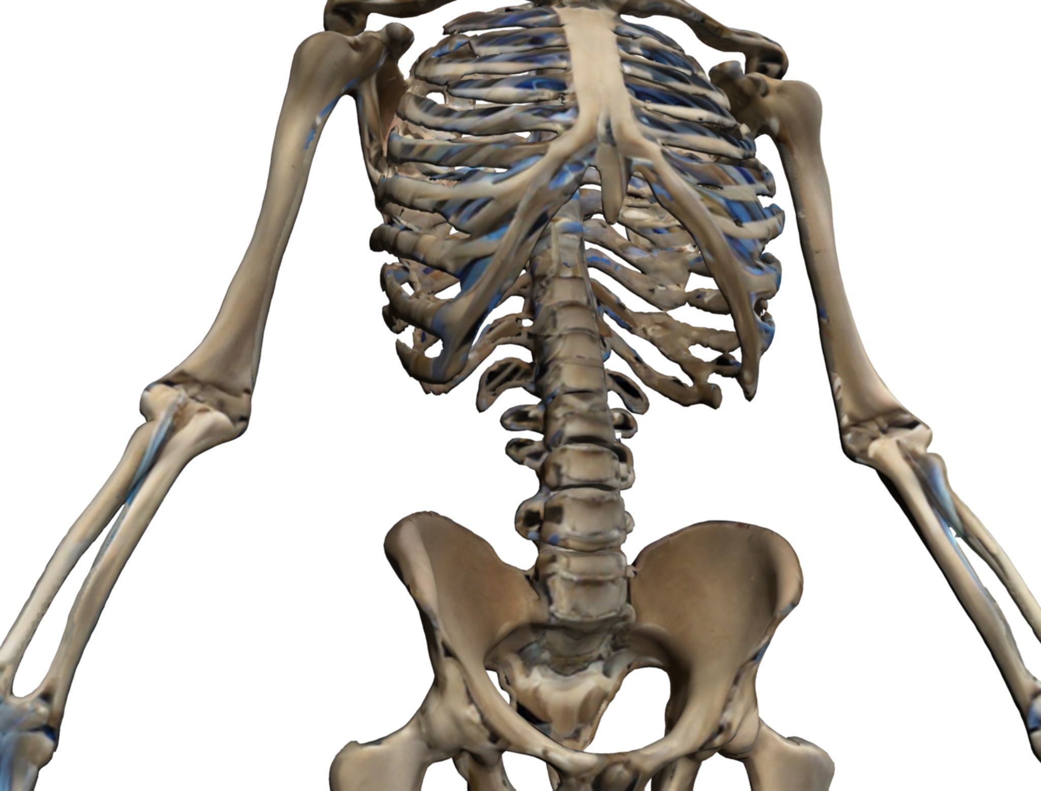 Human Skeleton 3D Model - High-Quality Anatomical Design 3D model_6