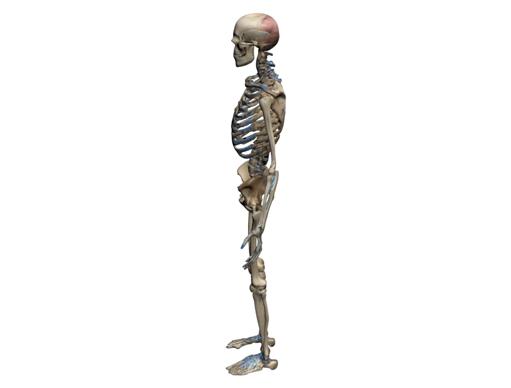 Human Skeleton 3D Model - High-Quality Anatomical Design 3D model_4