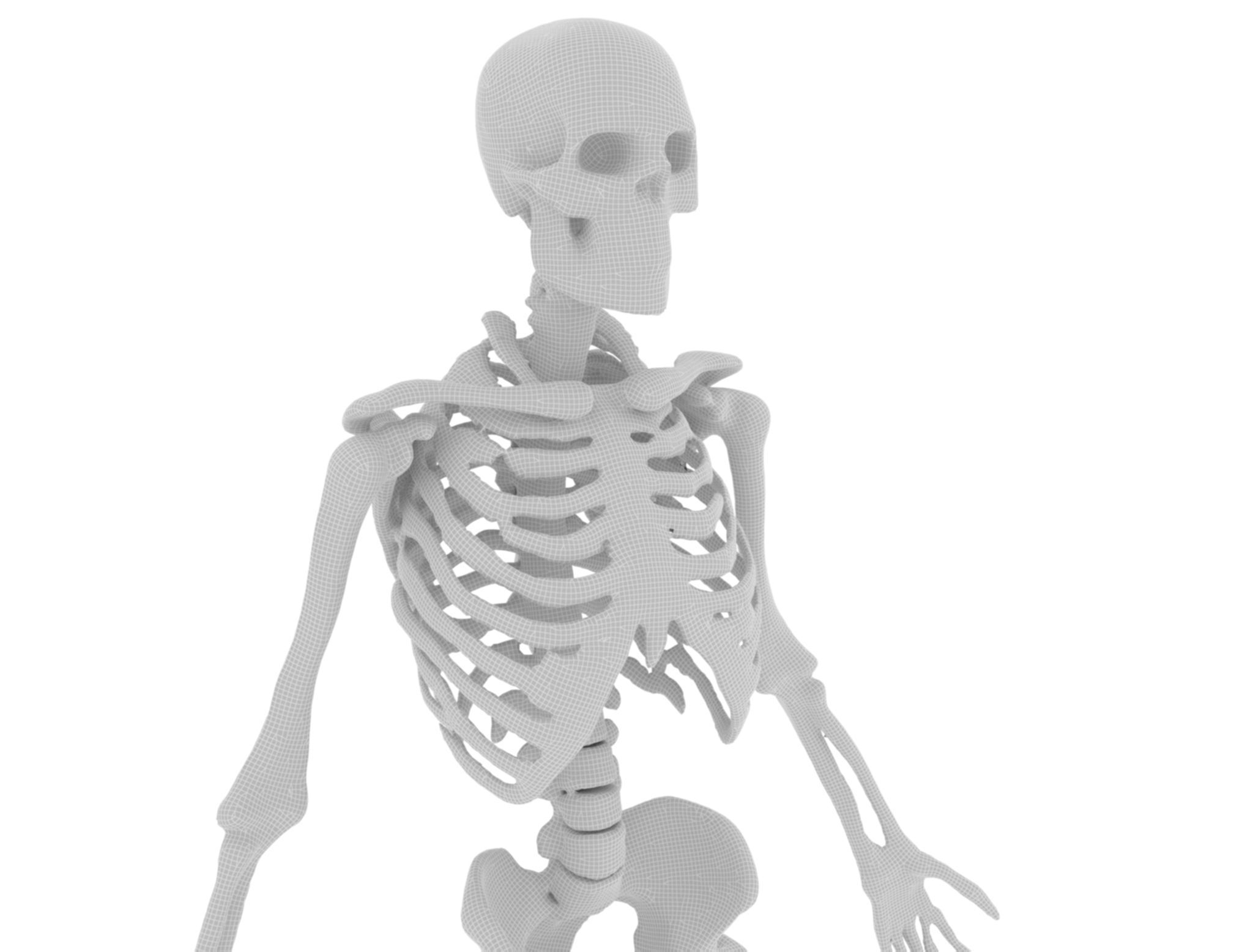 Human Skeleton 3D Model - High-Quality Anatomical Design 3D model_9