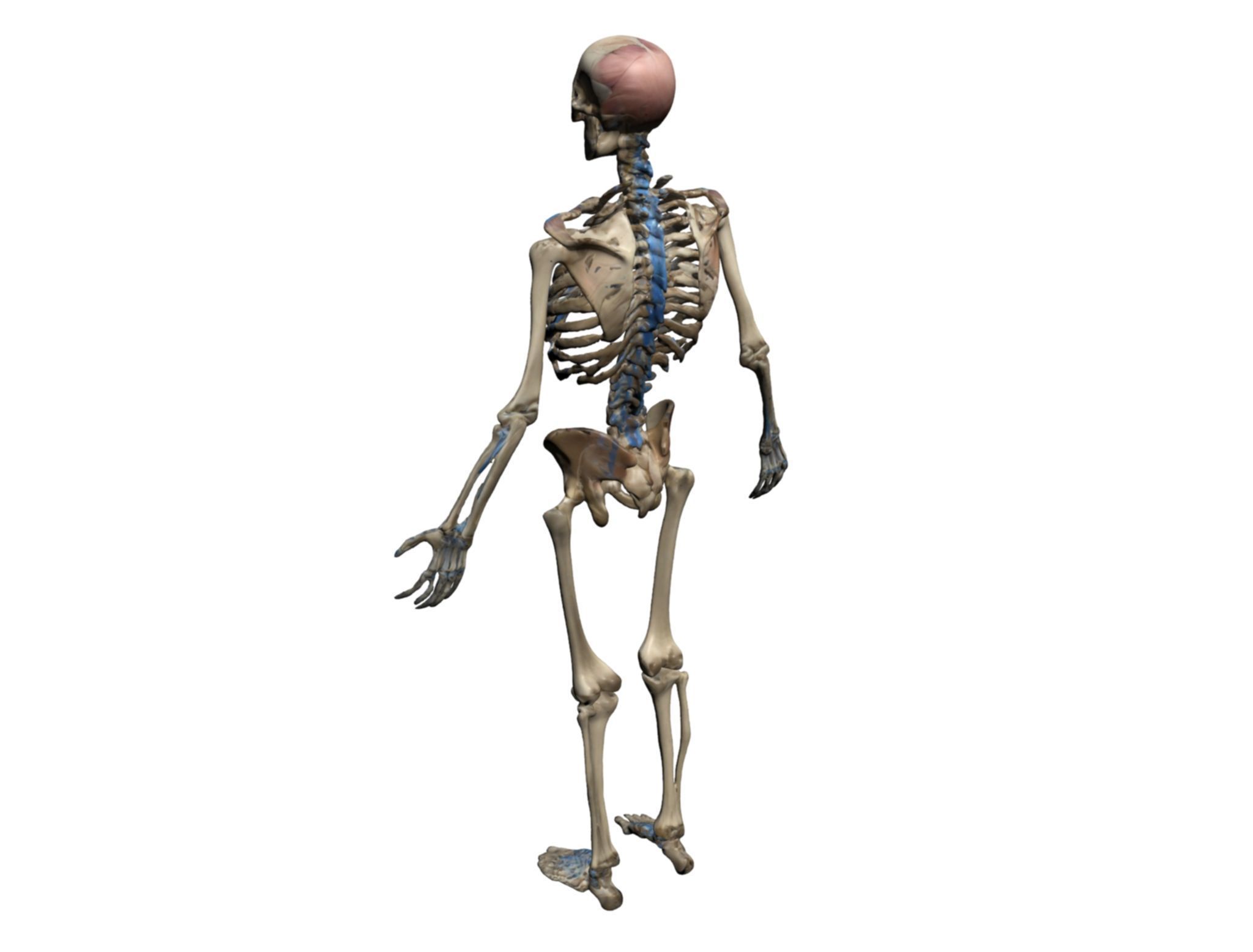 Human Skeleton 3D Model - High-Quality Anatomical Design 3D model_7