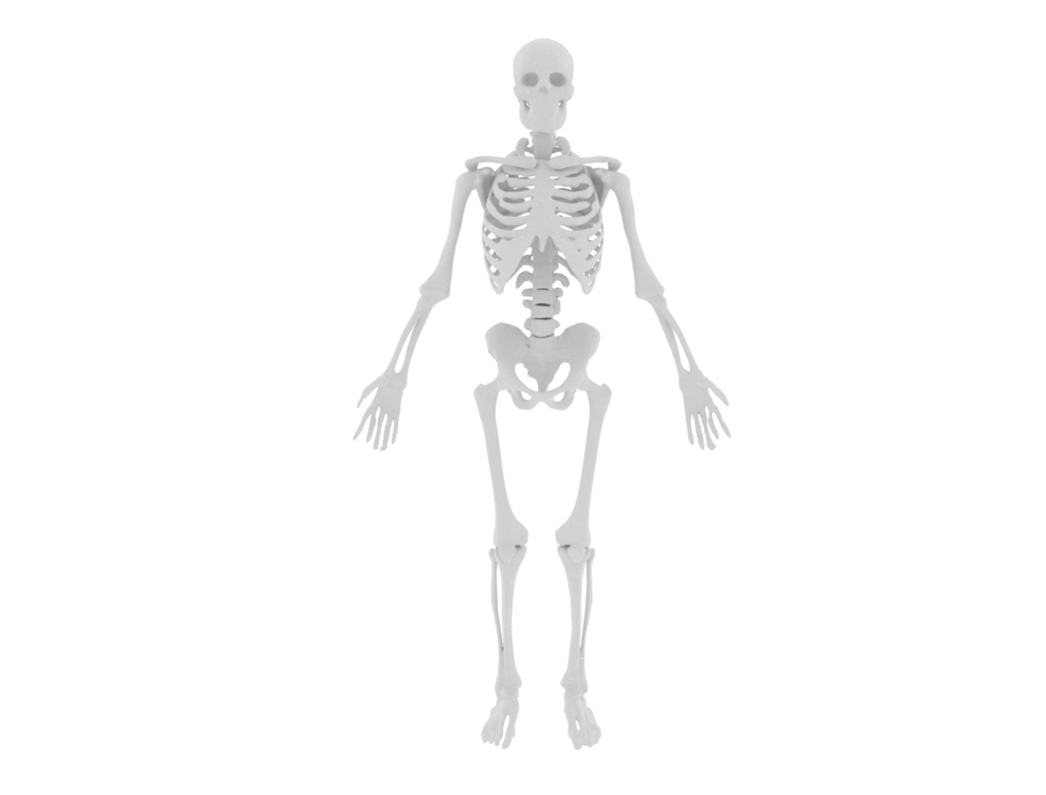 Human Skeleton 3D Model - High-Quality Anatomical Design 3D model_10