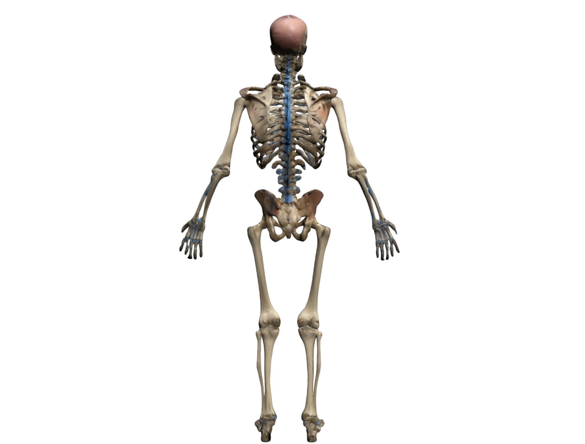 Human Skeleton 3D Model - High-Quality Anatomical Design 3D model_8