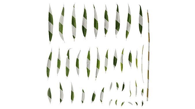 Anydrafts Salix Leaf 04 Texture