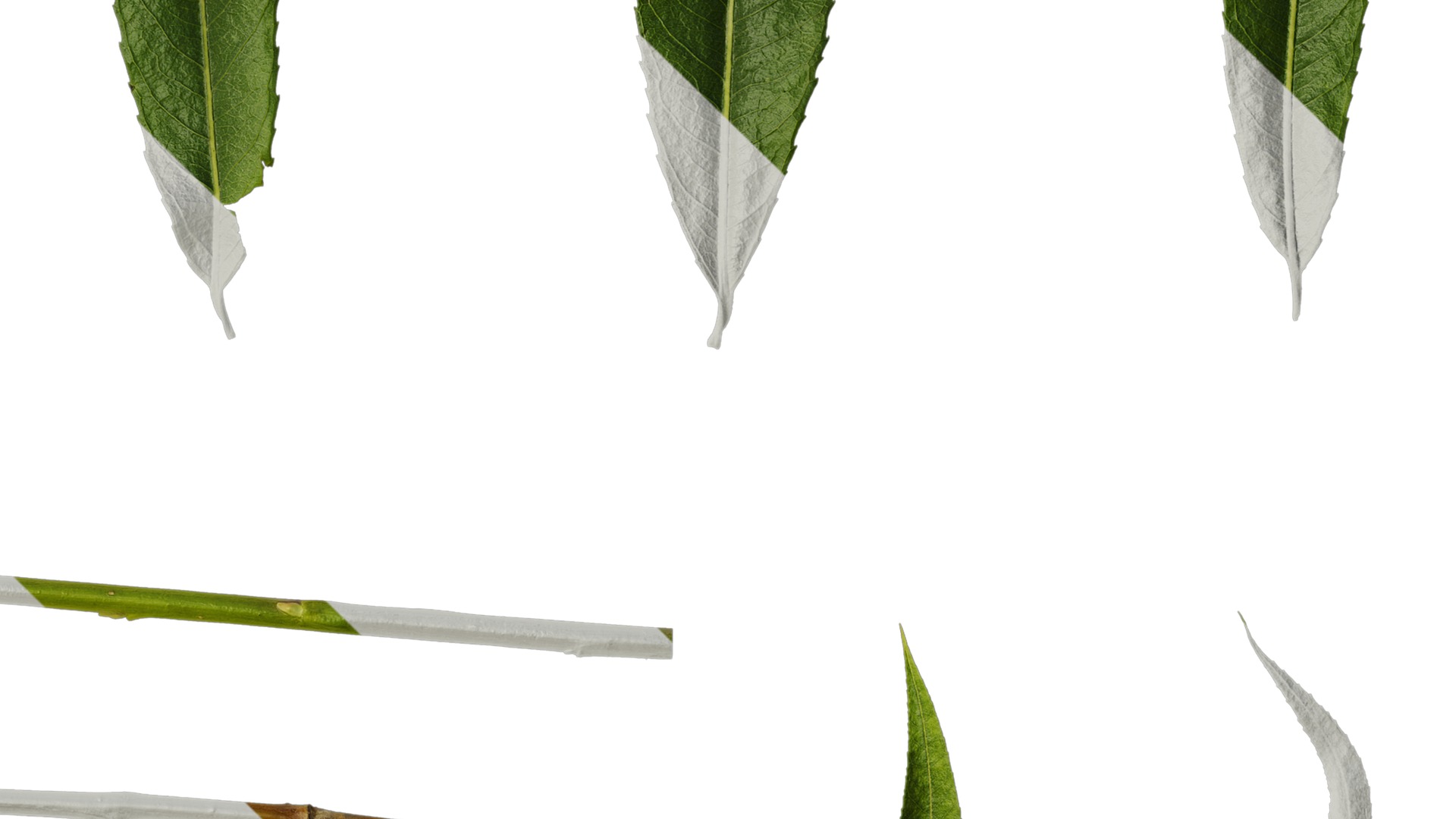 Anydrafts Salix Leaf 08 Texture_4