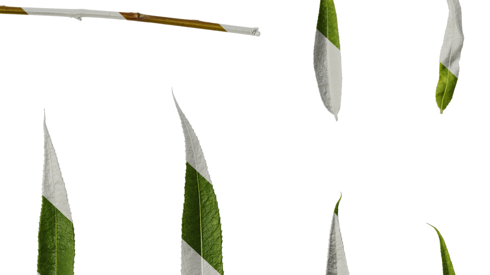 Anydrafts Salix Leaf 08 Texture_6