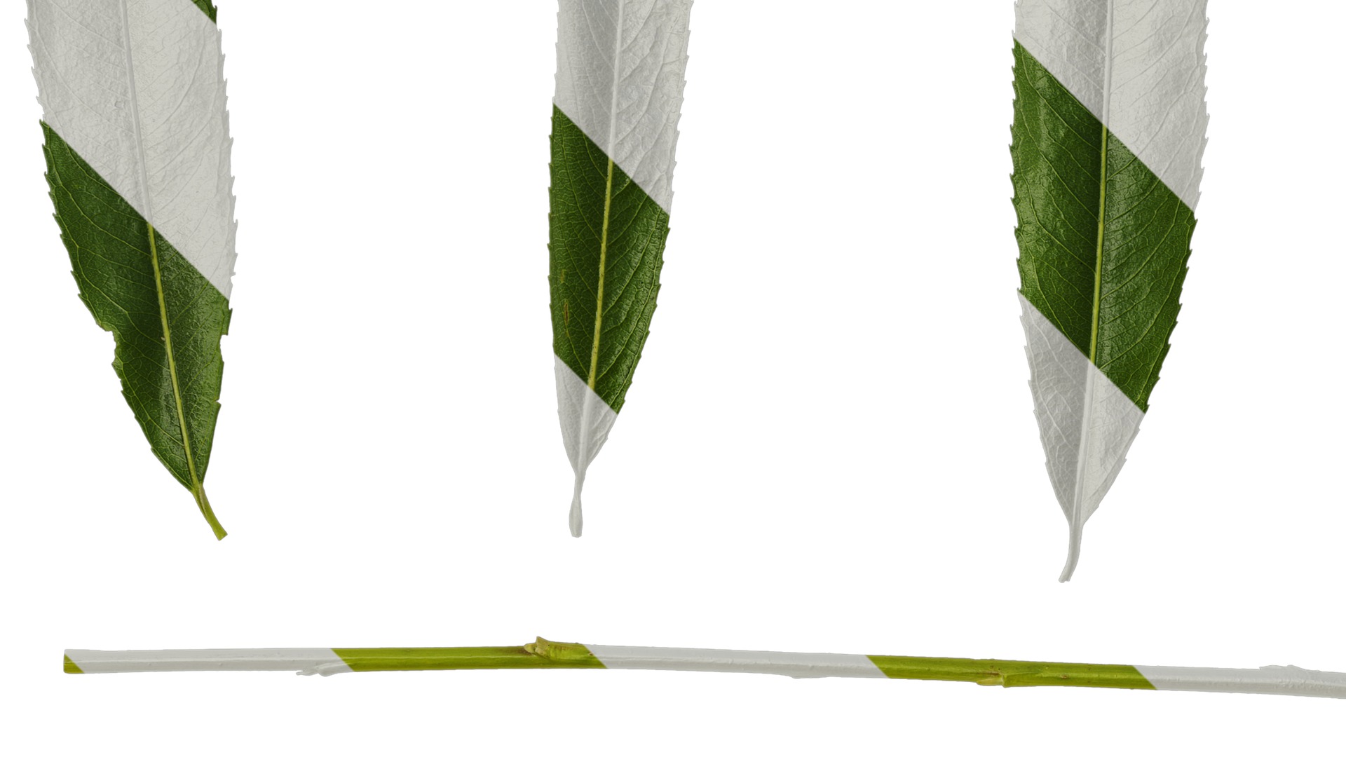 Anydrafts Salix Leaf 08 Texture_3