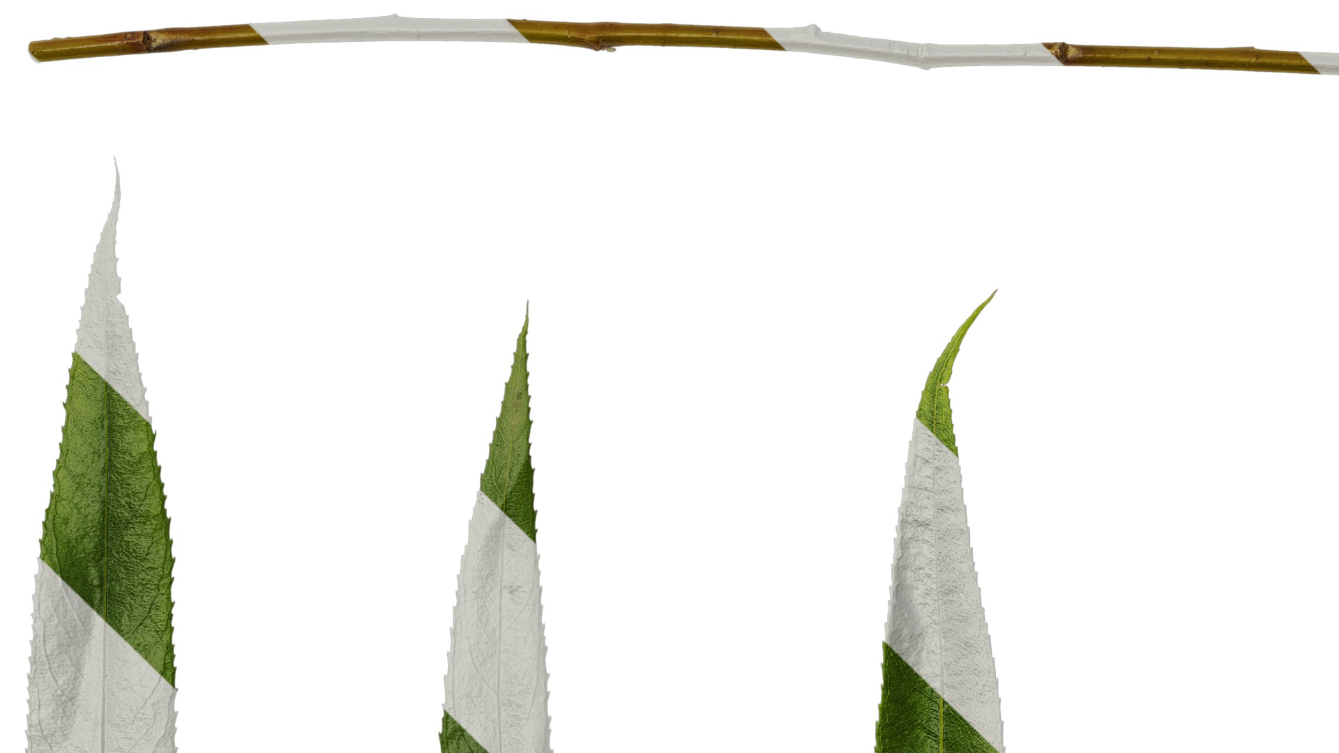 Anydrafts Salix Leaf 08 Texture_5