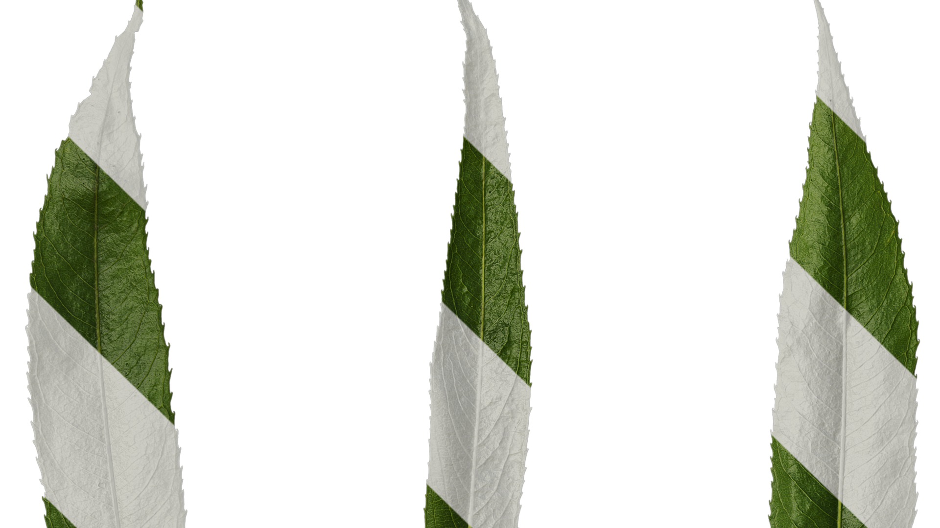 Anydrafts Salix Leaf 08 Texture_1