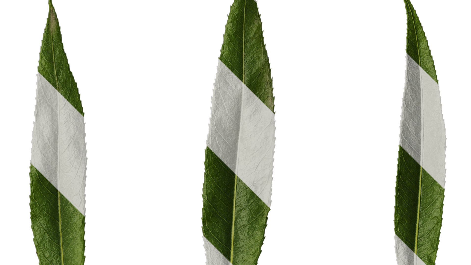 Anydrafts Salix Leaf 08 Texture_2