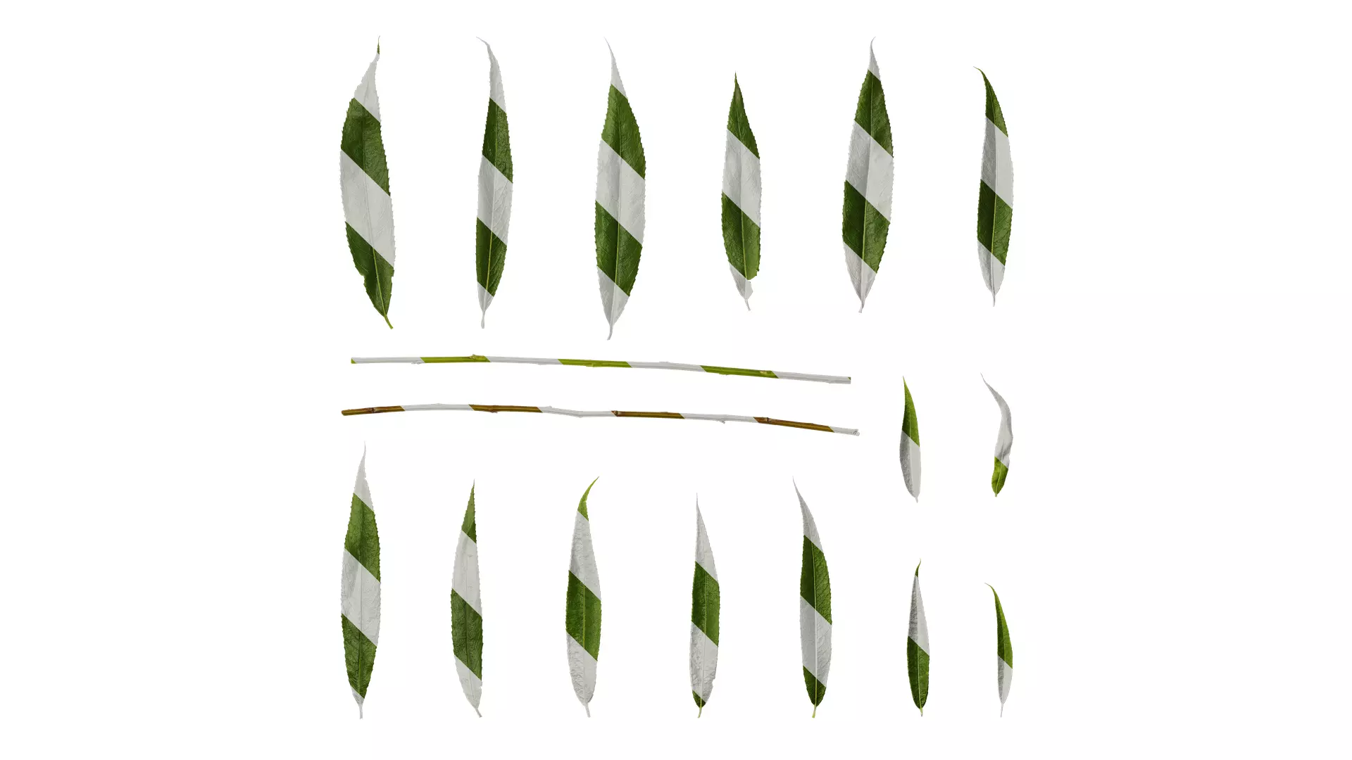 Anydrafts Salix Leaf 08 Texture_0