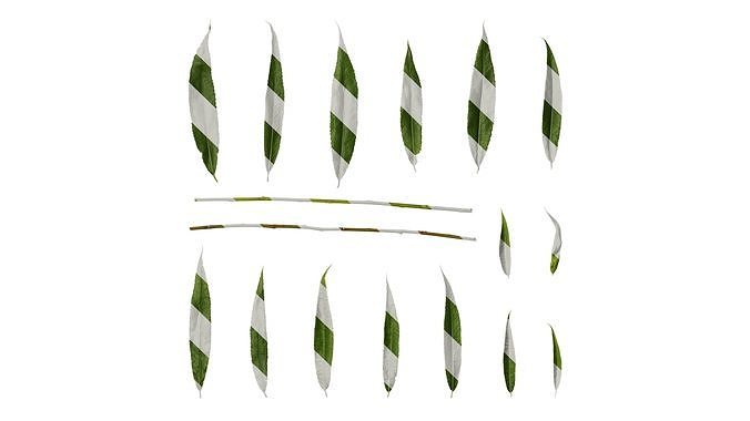 Anydrafts Salix Leaf 08 Texture