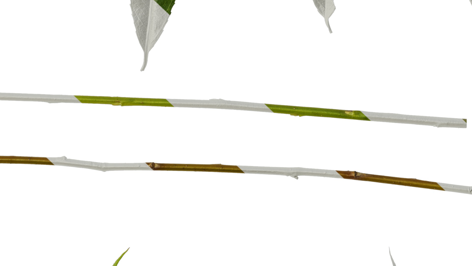 Anydrafts Salix Leaf 08 Texture_7