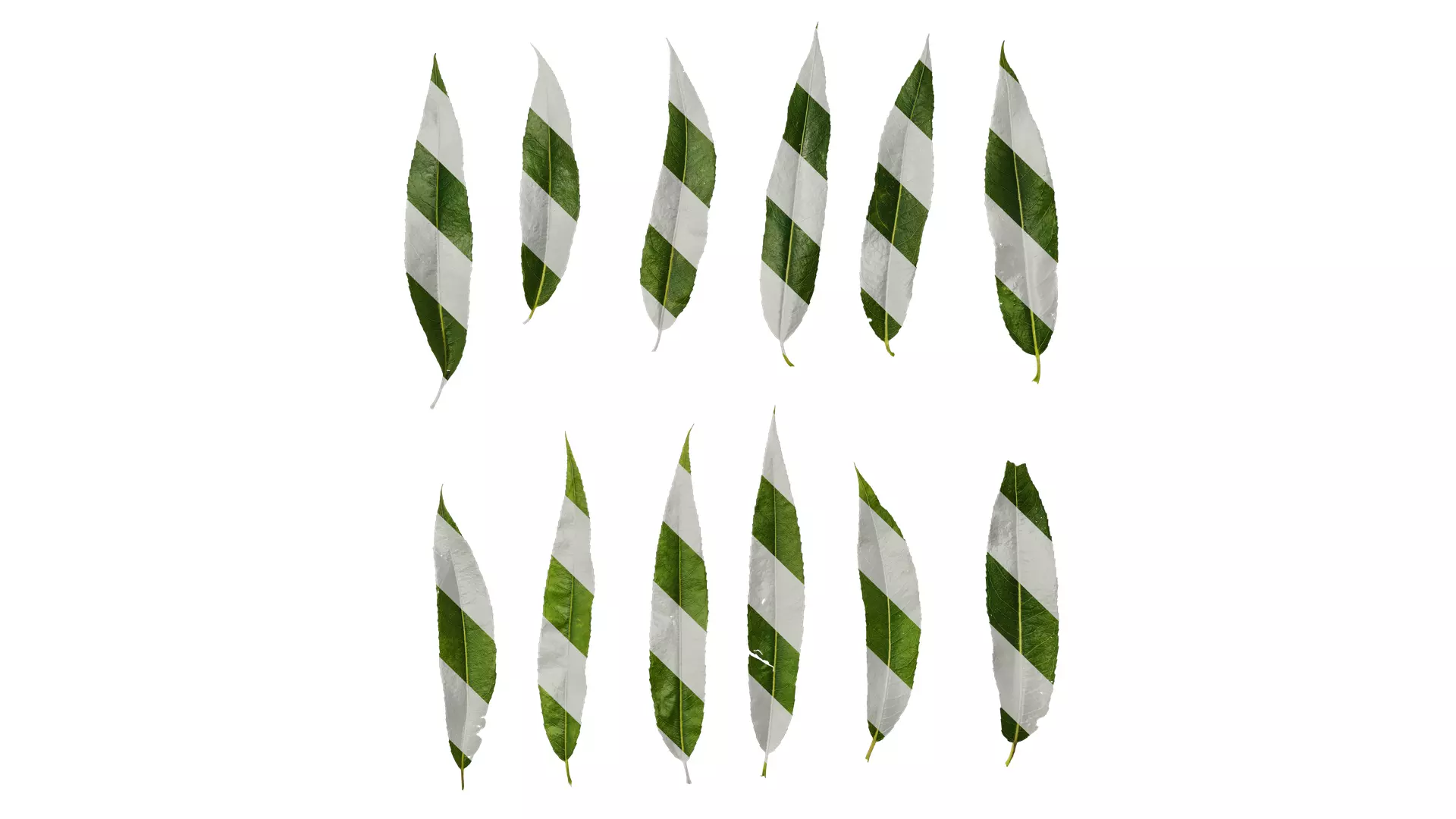 Anydrafts Salix Leaf 10 Texture