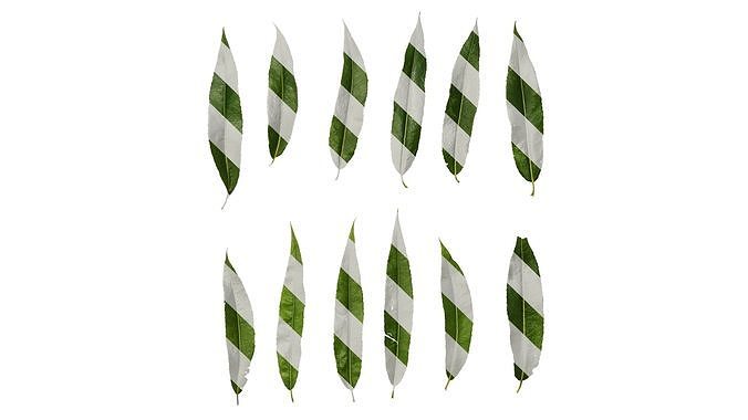 Anydrafts Salix Leaf 10 Texture