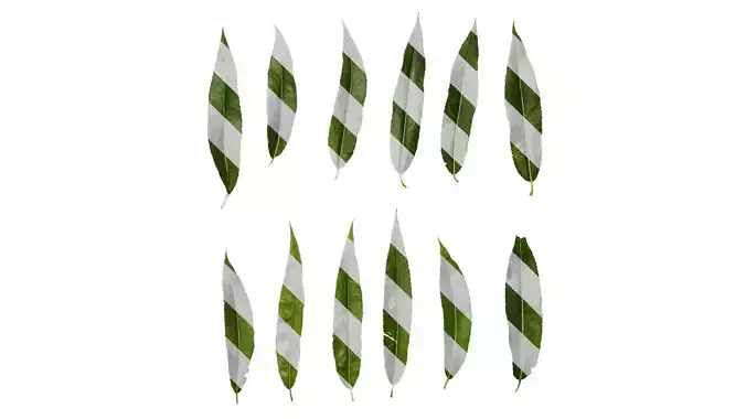 Anydrafts Salix Leaf 10
