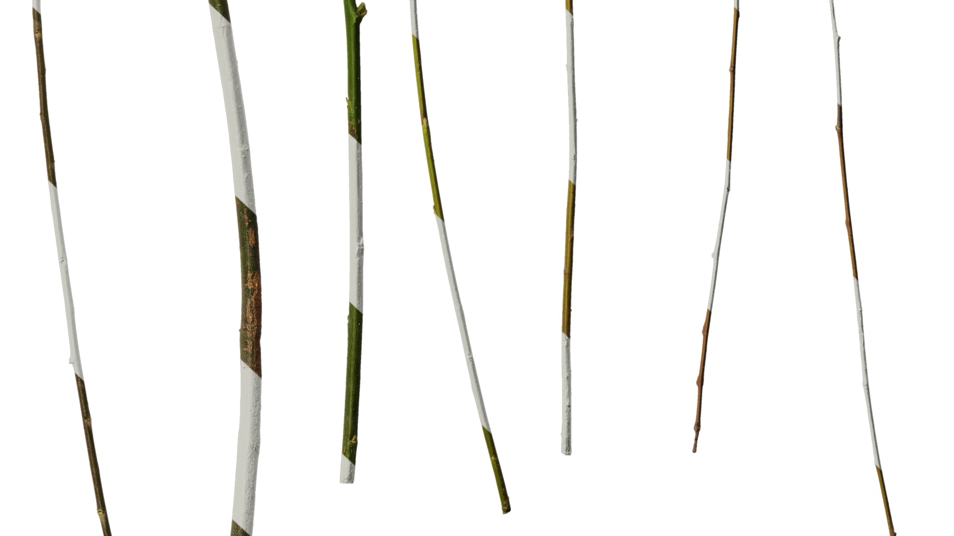 Anydrafts Salix Trunk 01 Texture_6