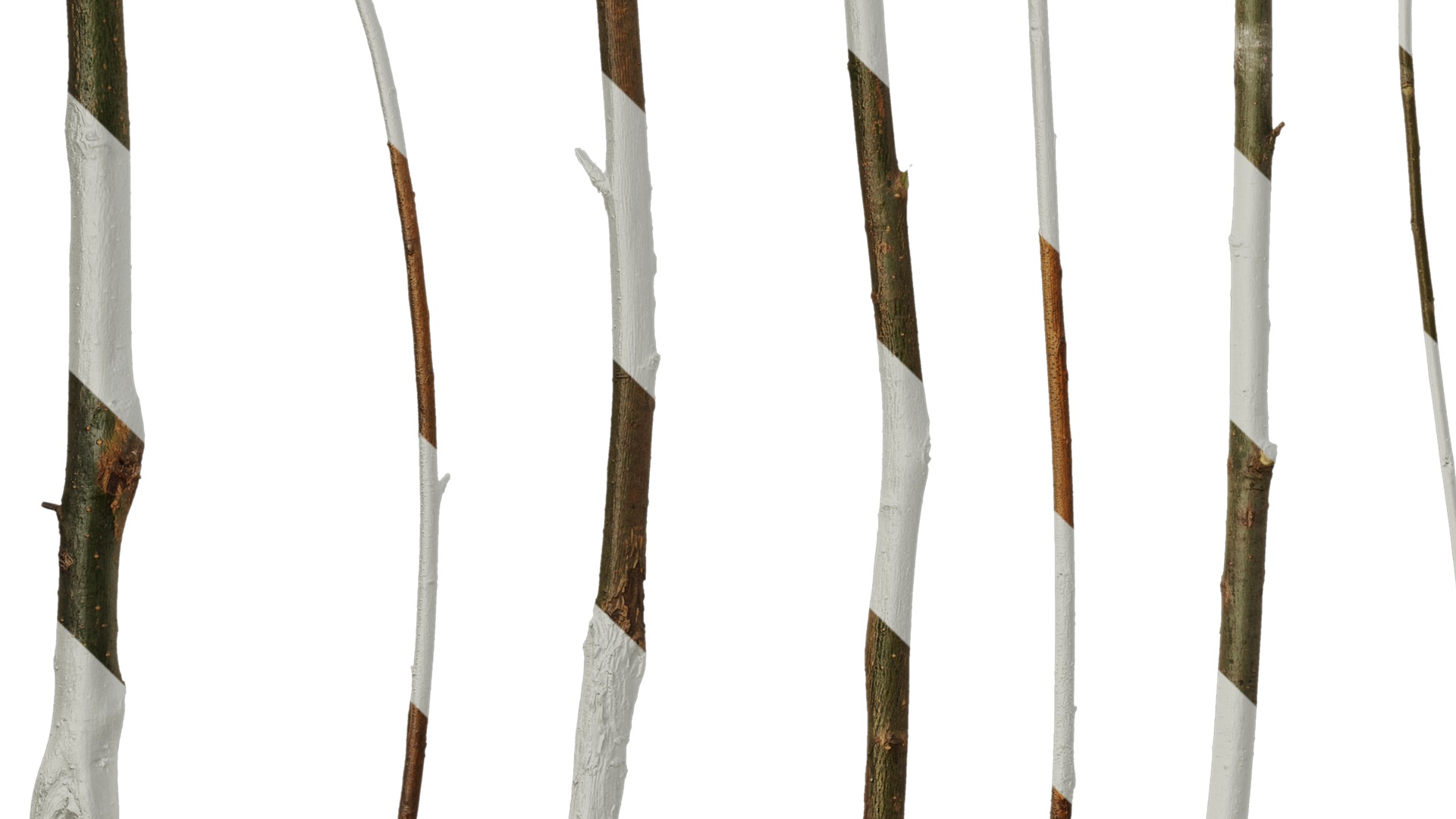 Anydrafts Salix Trunk 01 Texture_5