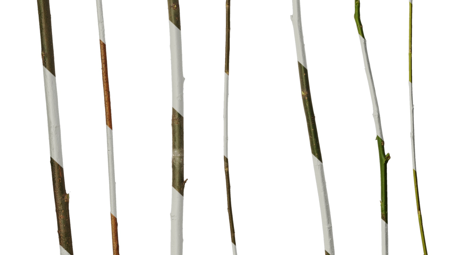 Anydrafts Salix Trunk 01 Texture_7