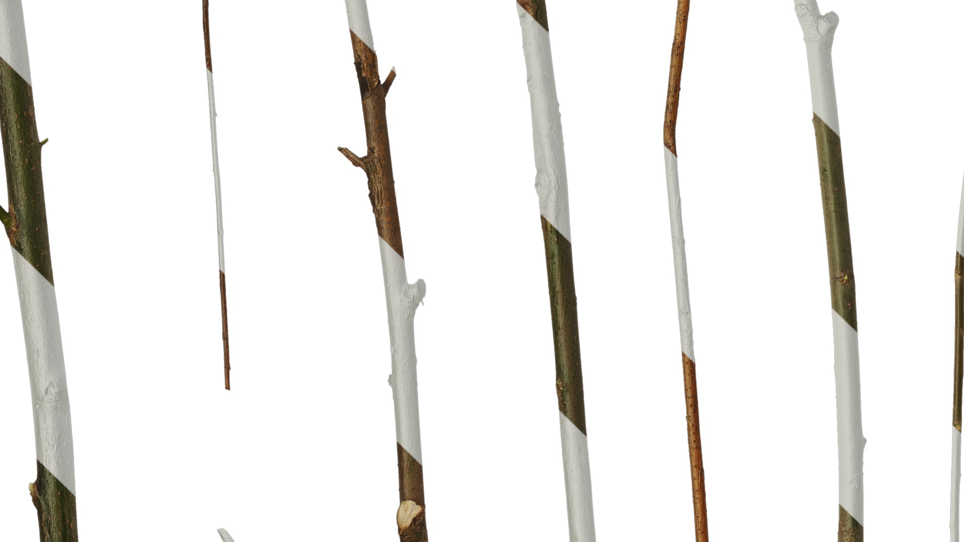 Anydrafts Salix Trunk 01 Texture_3