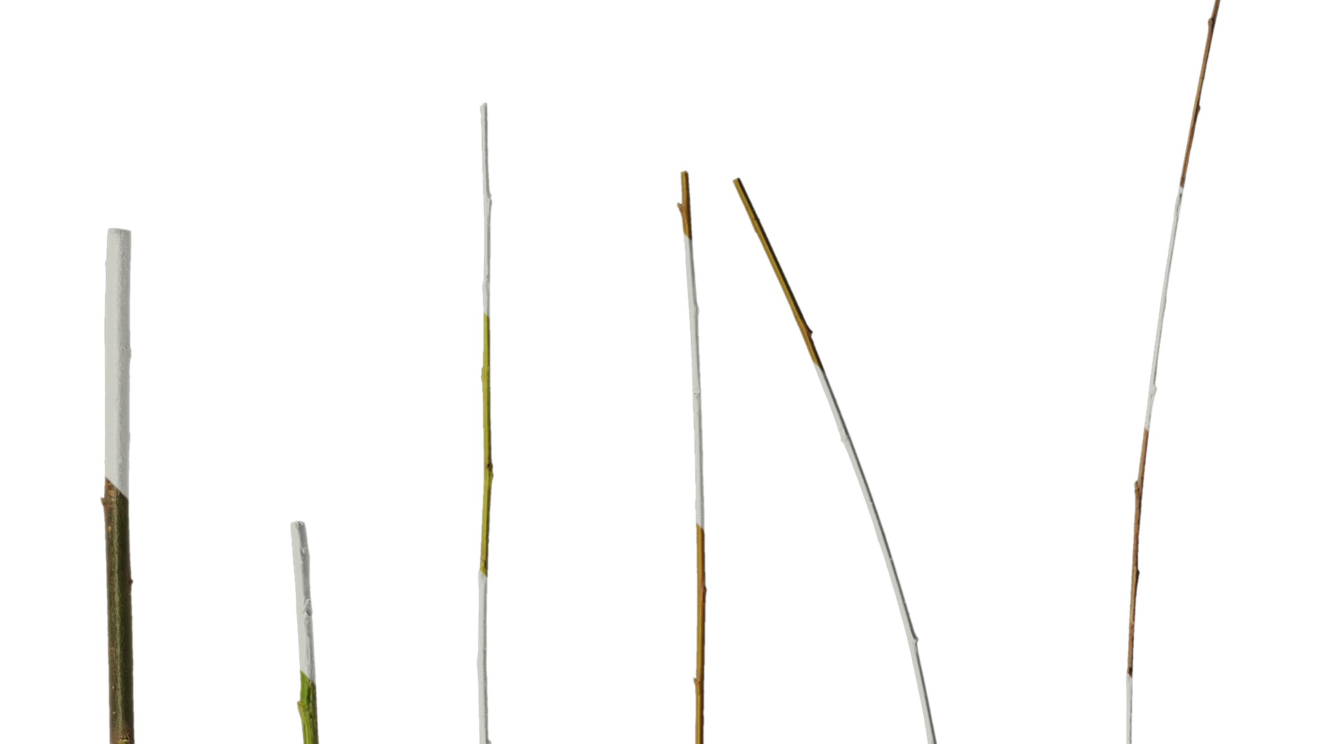 Anydrafts Salix Trunk 01 Texture_2