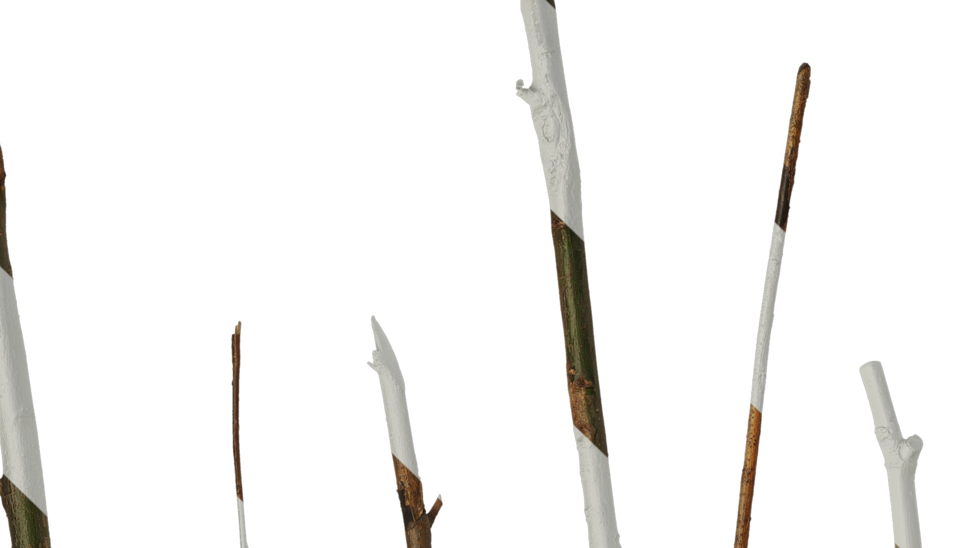 Anydrafts Salix Trunk 01 Texture_1