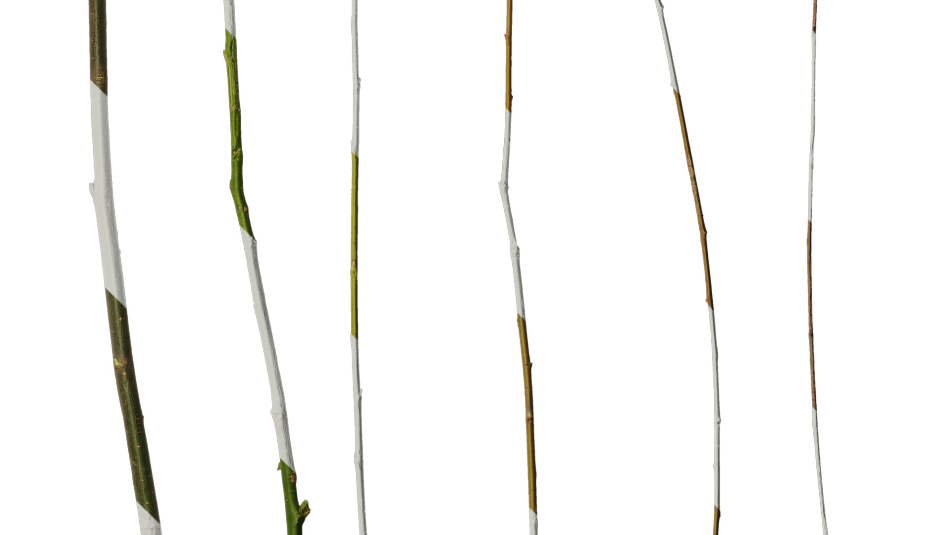 Anydrafts Salix Trunk 01 Texture_4