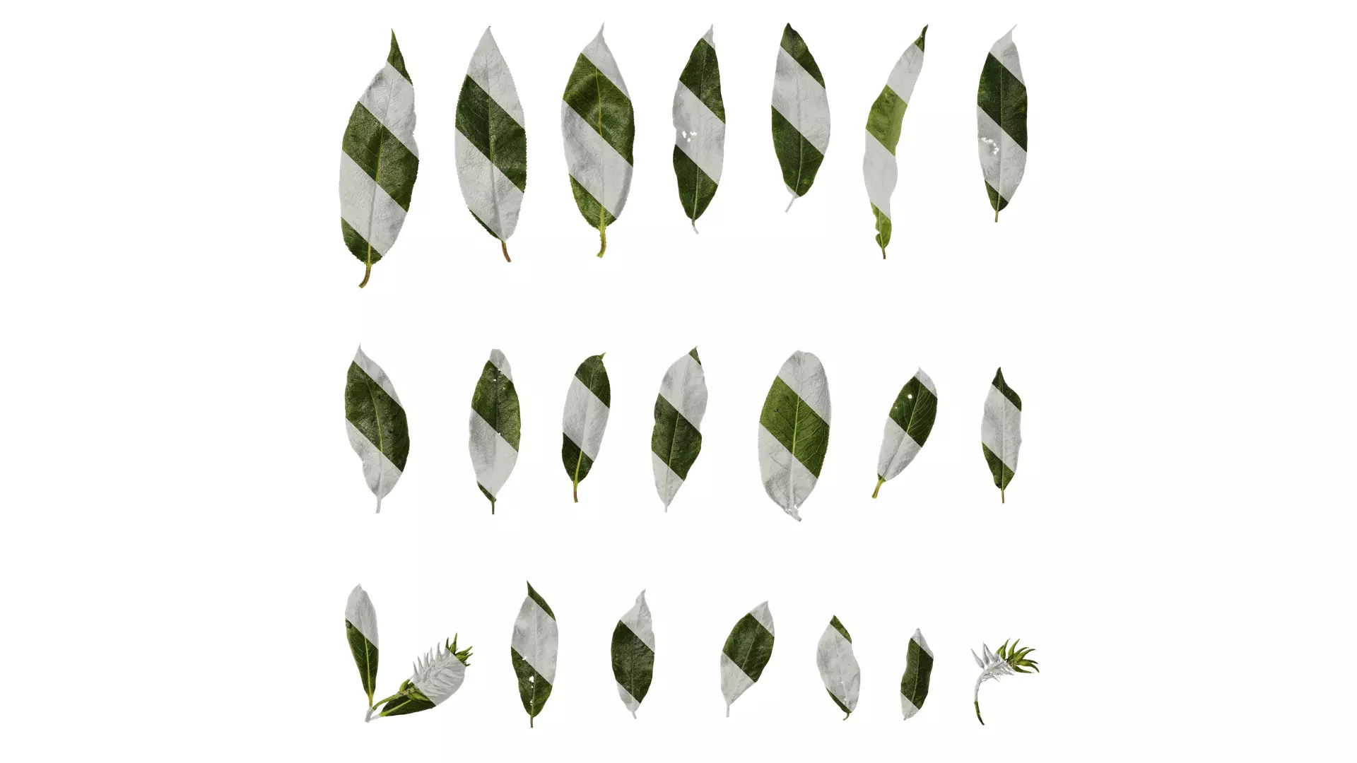 Anydrafts Salix alba Leaf 01 Texture