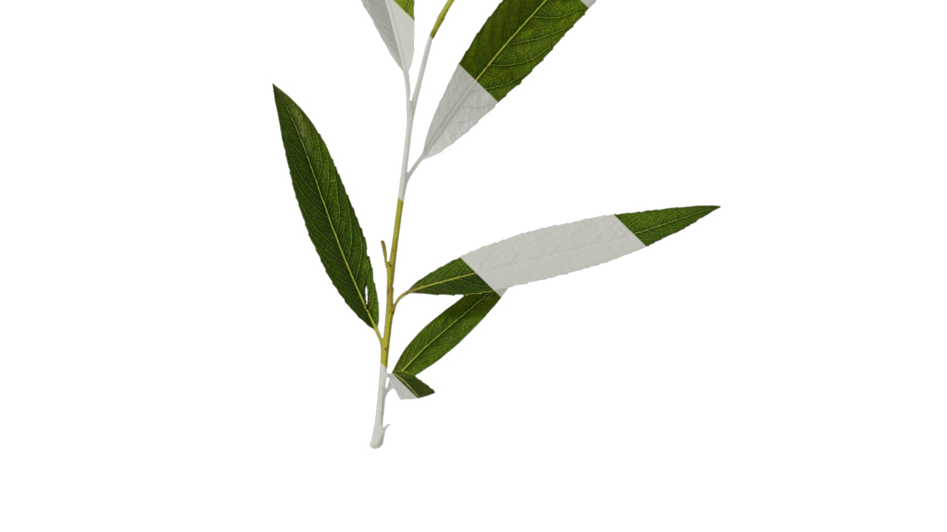 Anydrafts Salix babylonica Atlas 05 Texture_4