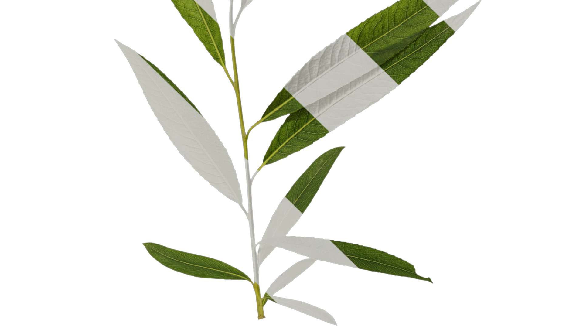 Anydrafts Salix babylonica Atlas 05 Texture_3