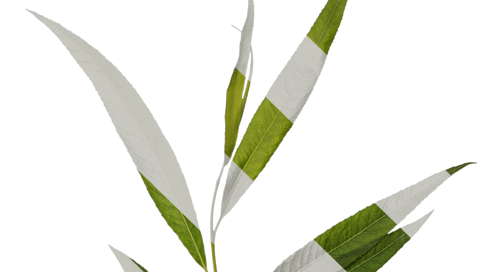 Anydrafts Salix babylonica Atlas 05 Texture_1