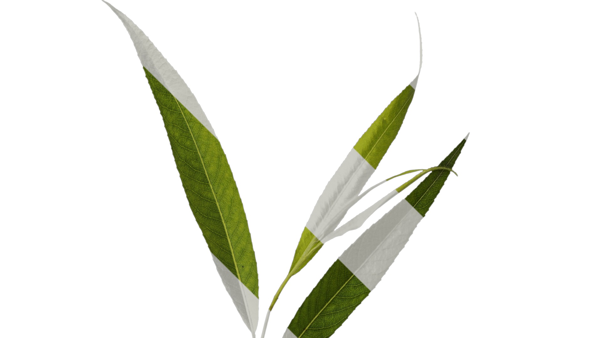 Anydrafts Salix babylonica Atlas 05 Texture_2