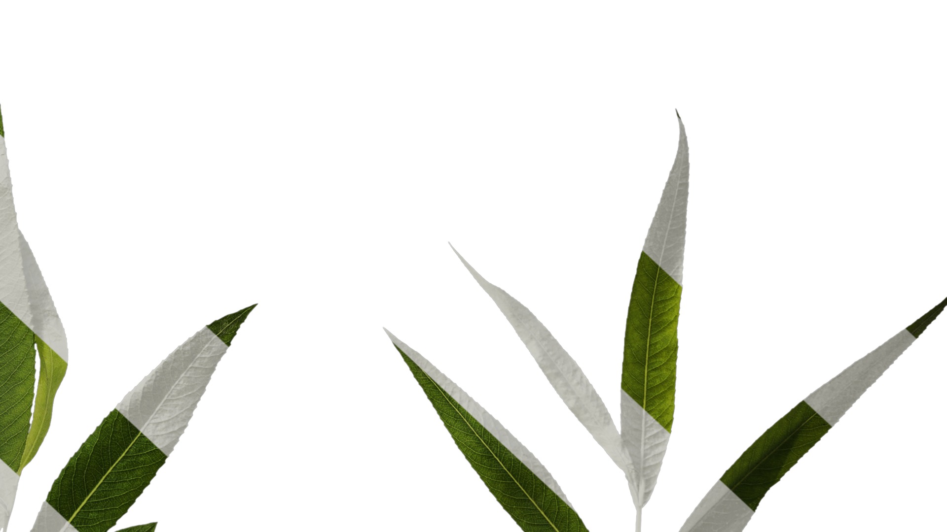 Anydrafts Salix babylonica Atlas 05 Texture_6