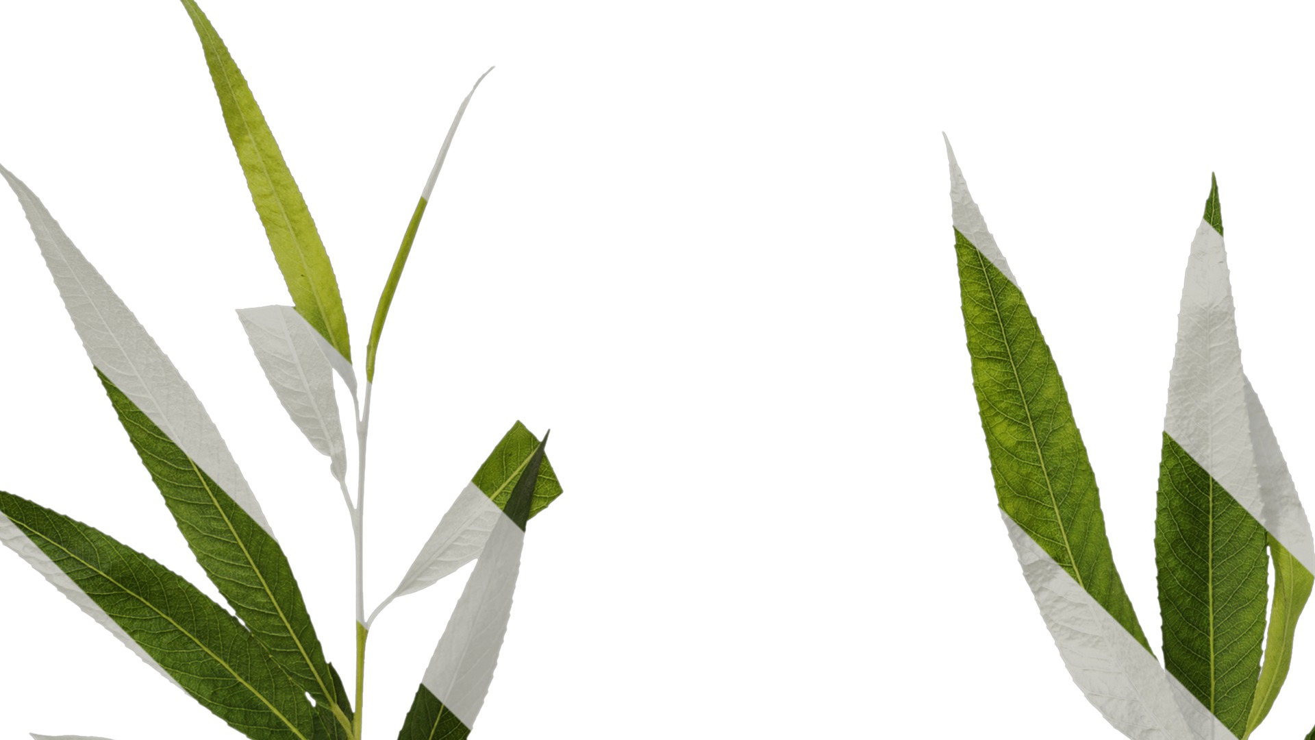 Anydrafts Salix babylonica Atlas 05 Texture_5