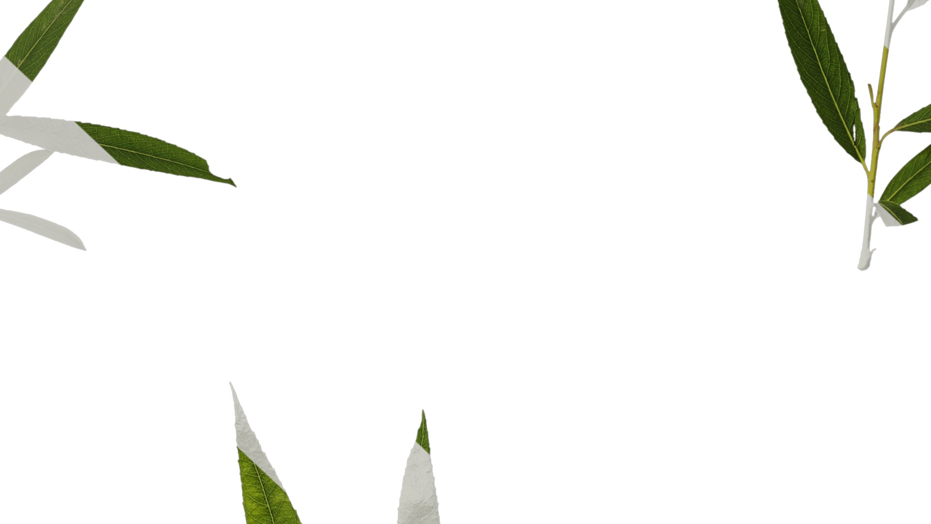 Anydrafts Salix babylonica Atlas 05 Texture_7