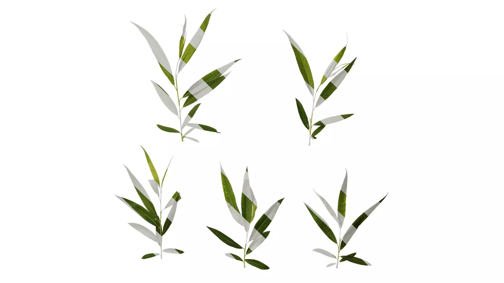 Anydrafts Salix babylonica Atlas 05 Texture_0