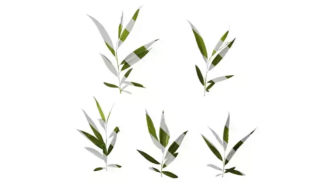 Anydrafts Salix babylonica Atlas 05