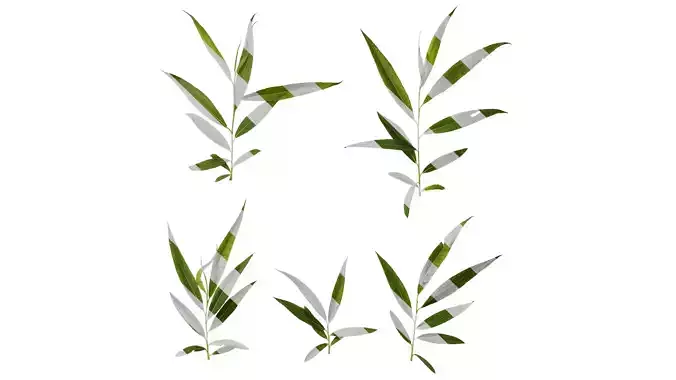 Anydrafts Salix babylonica Atlas 06 Texture