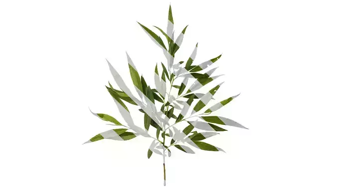 Anydrafts Salix babylonica Atlas 07