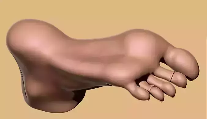 Female Foot - Raised Toes Pose - Printable - Scan-Based