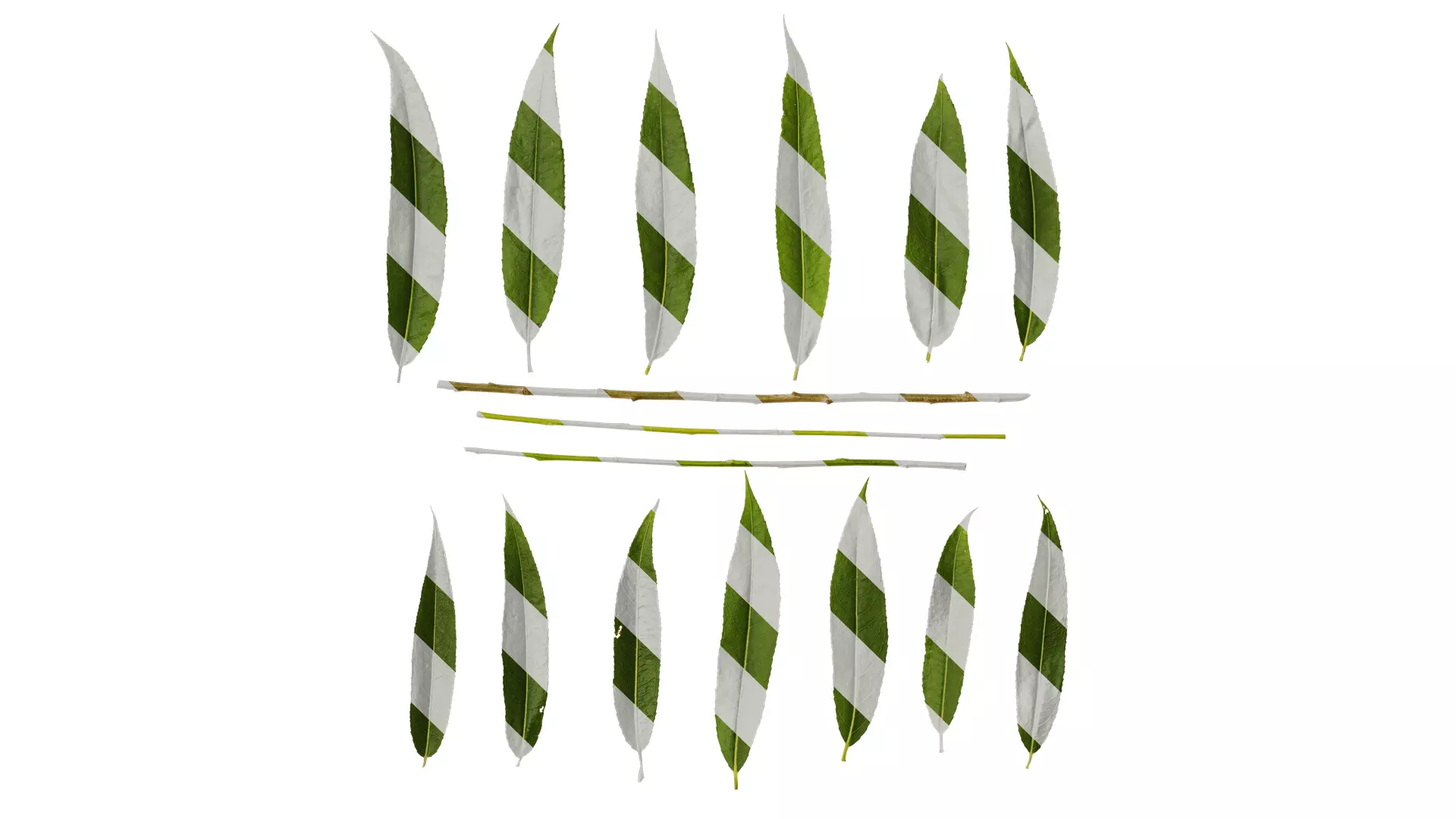 Anydrafts Salix babylonica Leaf 02 Texture_0