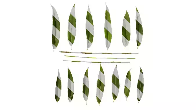 Anydrafts Salix babylonica Leaf 02