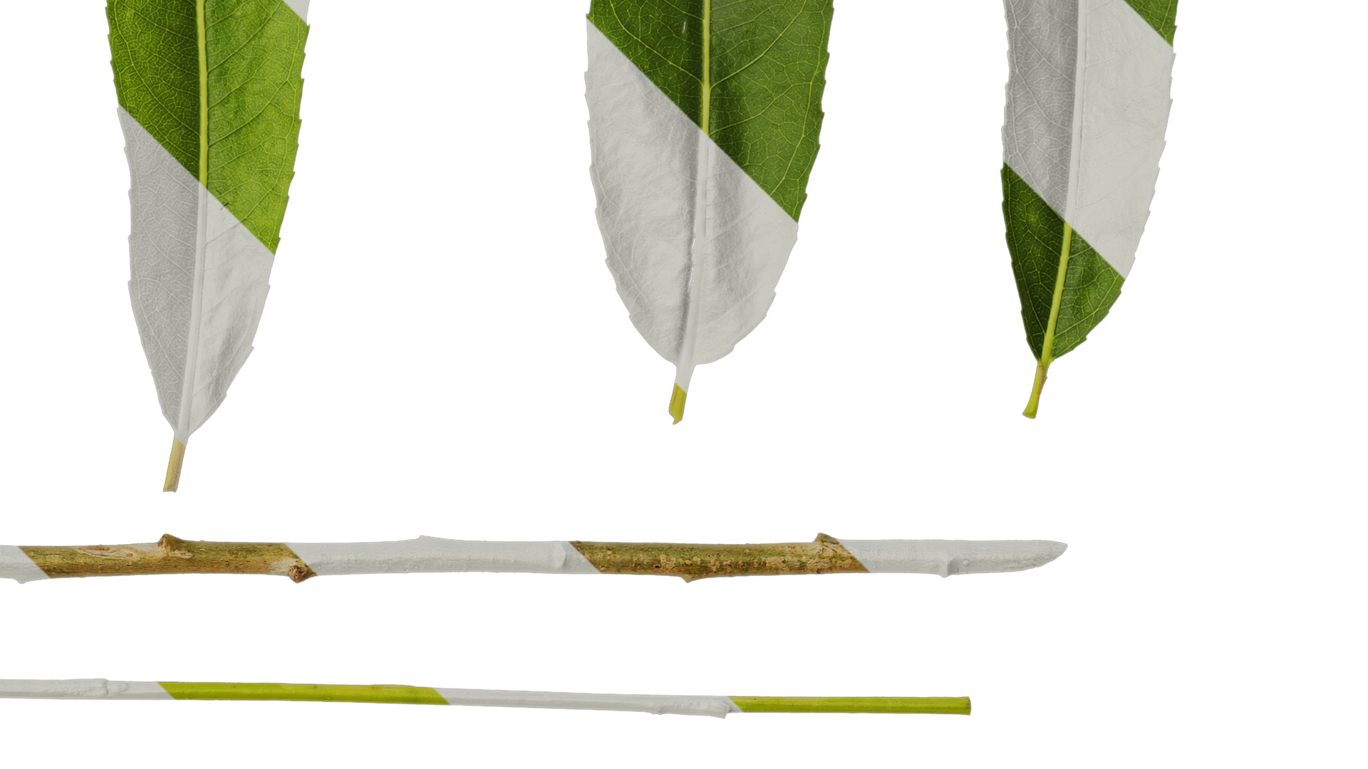 Anydrafts Salix babylonica Leaf 02 Texture_4