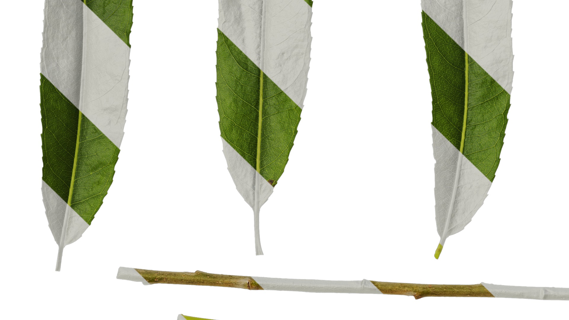 Anydrafts Salix babylonica Leaf 02 Texture_3