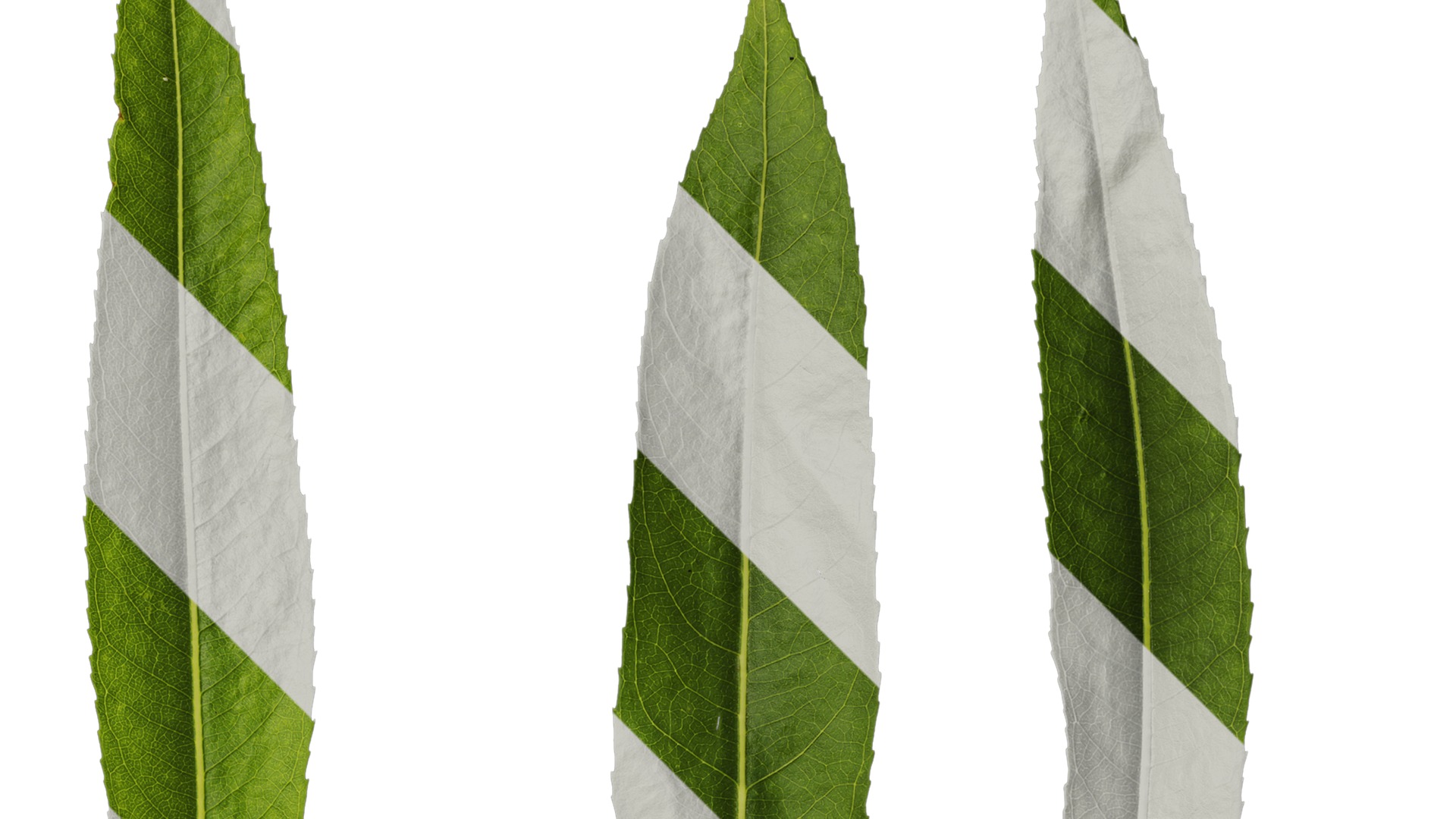 Anydrafts Salix babylonica Leaf 02 Texture_2