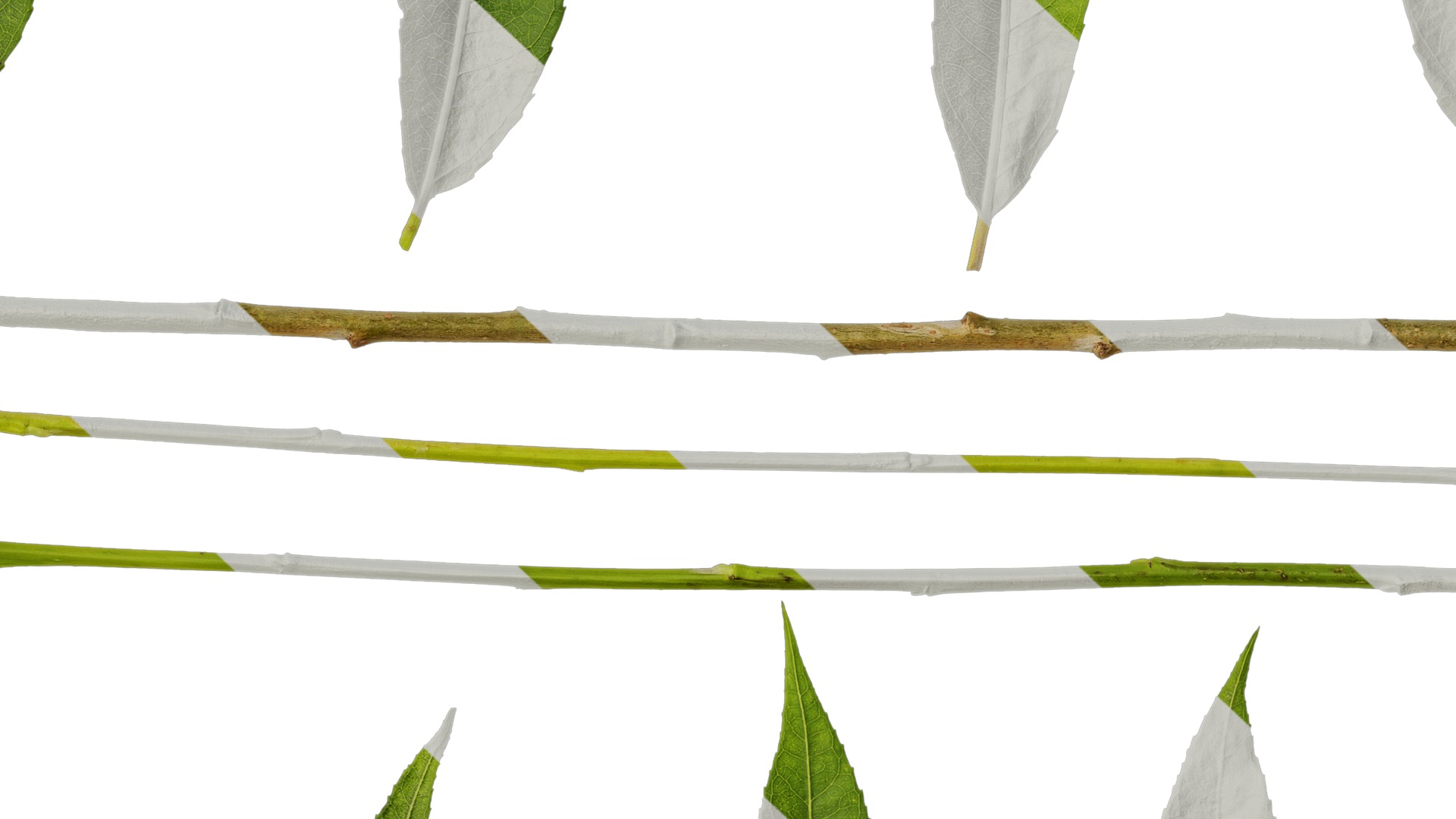 Anydrafts Salix babylonica Leaf 02 Texture_7