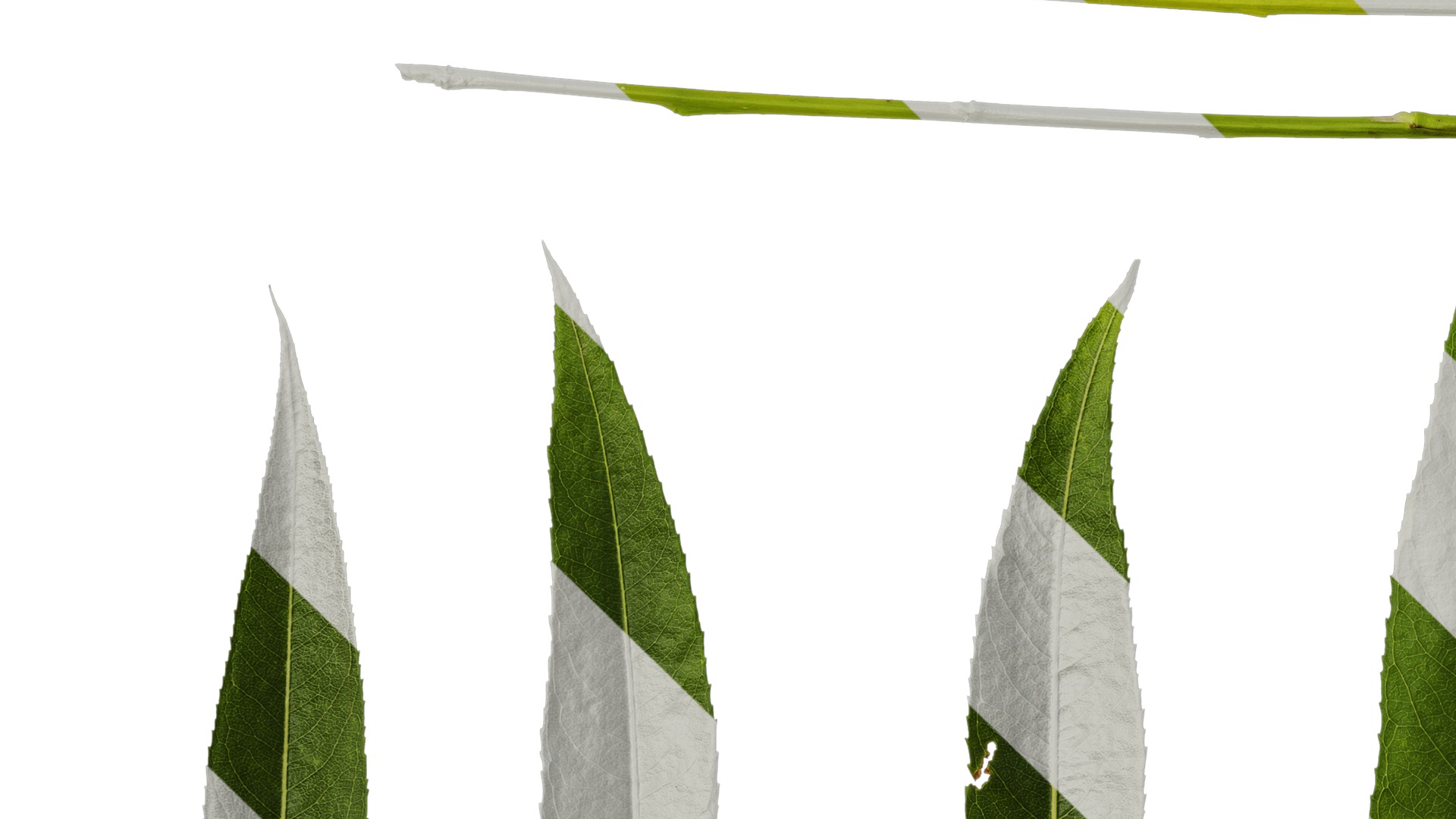 Anydrafts Salix babylonica Leaf 02 Texture_5