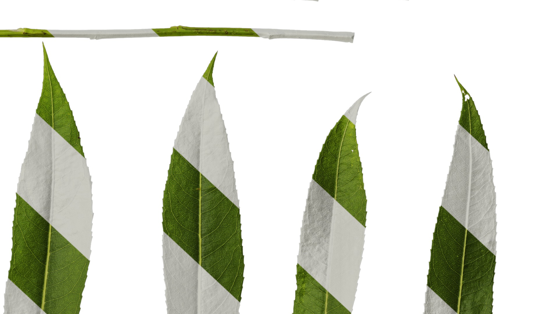 Anydrafts Salix babylonica Leaf 02 Texture_6