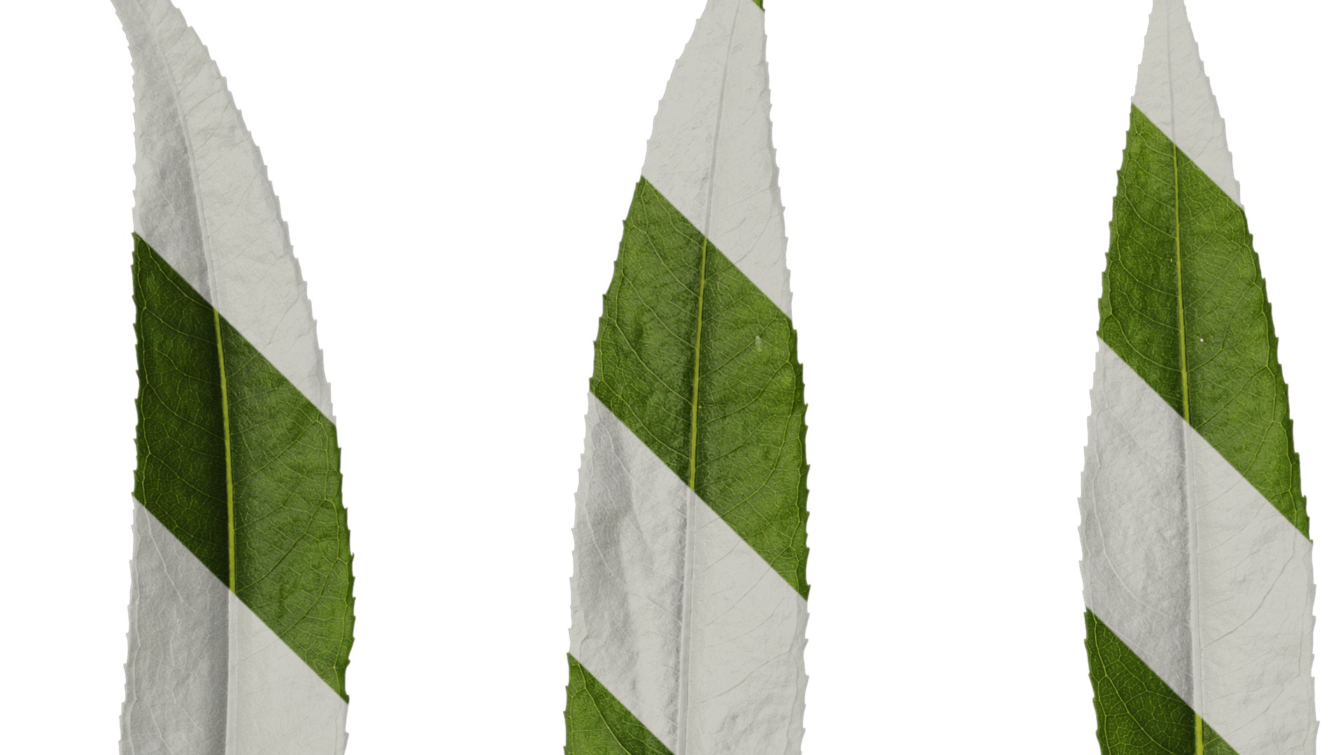 Anydrafts Salix babylonica Leaf 02 Texture_1