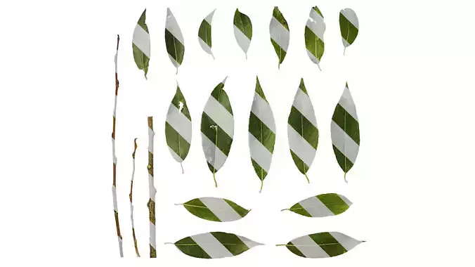 Anydrafts Salix chaenomeloides Leaf 02
